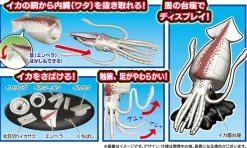 Kaitai Puzzle Squid Puzzle